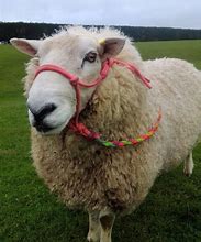 Image result for Ram Pet