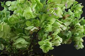 Image result for Origanum rot. Kent Beauty