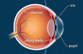 Image result for Iris Choroid Ciliary Body