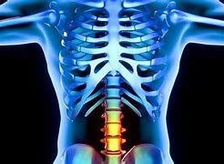 Image result for discal