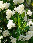 Image result for Ceanothus thyrsiflorus Millerton Point