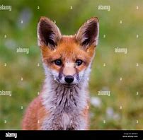 Image result for Red Fox Ears