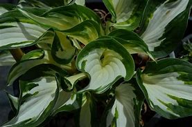 Image result for Hosta Fire and Ice