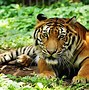 Image result for Asian Plains Animals