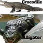 Image result for Crocodile and Alligator Snouts