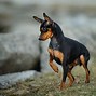 Image result for Breeds of Small Dogs