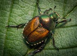 Image result for Bugs That Look Like Beetles