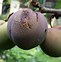 Image result for Pigeon Damage to Plum Fruit