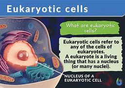 Image result for Cell Definition Biology