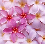 Image result for Pink Colors Photography