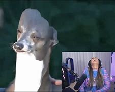 Image result for Kermit Dog Meme