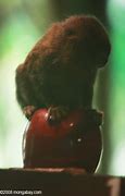 Image result for Pygmi Apple's