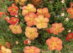 Image result for Potentilla frut. Red Ace