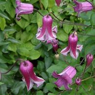 Image result for Clematis Queen Mother