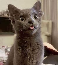 Image result for Cat with 4 Ears Cute