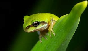 Image result for Baby Green Tree Frog