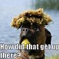 Image result for boxers dogs meme compilation