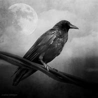 Image result for Black and White Crow Art