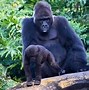 Image result for Ozzie world's oldest gorilla dies