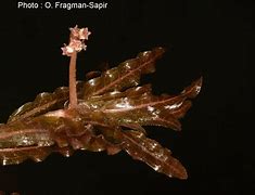 Image result for Curly Leaf Pondweed with Flower