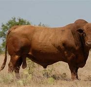 Image result for Rare Beef Cattle Breeds
