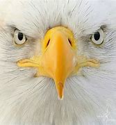 Image result for Hunting Eagle Drawing