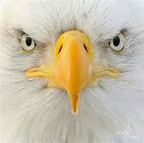 Image result for Cool Bald Eagle Drawings