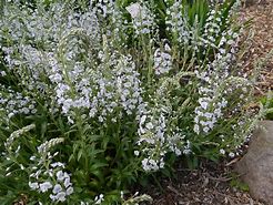 Image result for Veronica gentianoides Minor