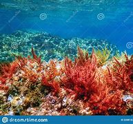 Image result for Underwater Ocean Rocks