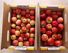Image result for iPhone 11 in an Apple Bag