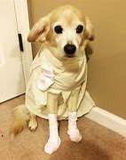 Image result for Dobby Dog Costume