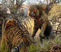 Image result for Tiger Fading Away to Death