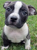Image result for Pitbull Puppies Pictures