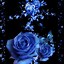 Image result for Rose Flower Aesthetic
