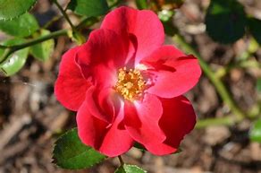 Image result for Rosa Crimson Meidiland (r)