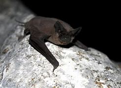 Image result for Giant Hanging Bat