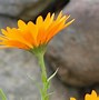 Image result for Calendula Raw Honey