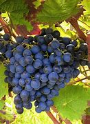 Image result for Grape Vine Plant