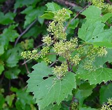 Image result for Vitis Riparia