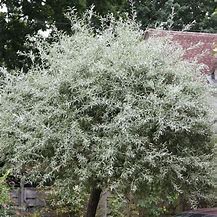 Image result for Pyrus salicifolia