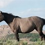 Image result for Grullo American Quarter Horse