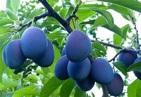 Image result for Italian Plums