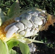 Image result for cuitlacoche