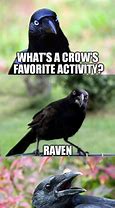 Image result for Raven Bird Meme