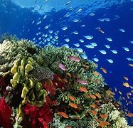 Image result for Sea Life Pictures