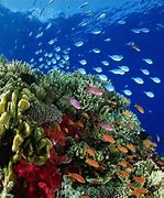 Image result for Biology Marine Habitat
