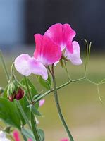 Image result for April Birth Flower Sweet Pea