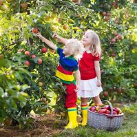 Image result for Children Picking Apples