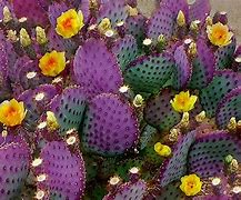 Image result for iPhone 8 Cases Cactus