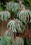 Image result for palm leaf begonia